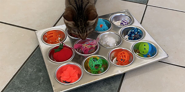 cat enrichment toys diy